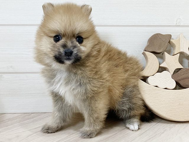 鳥取県のポメラニアン (ペッツファースト日吉津店/2026年4月13日生まれ/男の子/オレンジ)の子犬