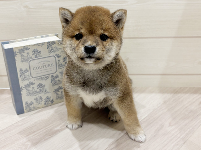 愛知県の豆柴 (ペッツファースト岡崎店/2026年4月14日生まれ/男の子/赤)の子犬の1枚目の画像