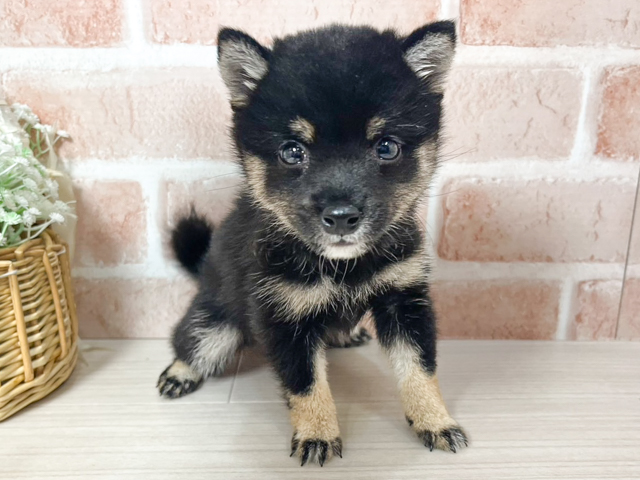 広島県の豆柴 (ペッツファースト広島本通店/2026年4月13日生まれ/女の子/黒)の子犬