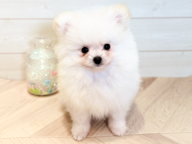 神奈川県のポメラニアン (ペッツファースト川崎店/2026年4月12日生まれ/男の子/クリーム)の子犬の1枚目の画像