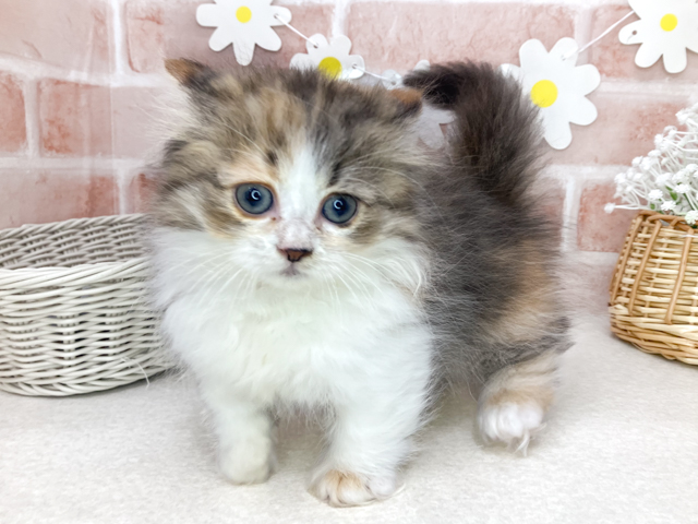 東京都のミヌエット (ペッツファーストお台場店/2026年4月1日生まれ/女の子/キャリコ)の子猫の1枚目の画像