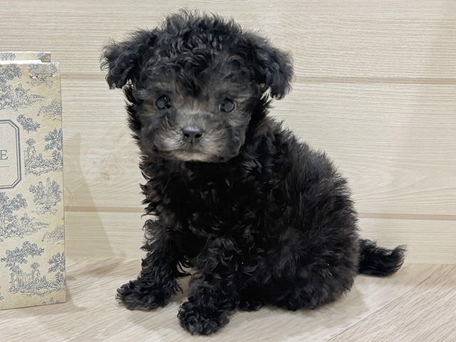 愛知県のトイプードル(ティーカップ) (ペッツファースト岡崎店/2026年4月15日生まれ/男の子/シルバー)の子犬の1枚目の画像