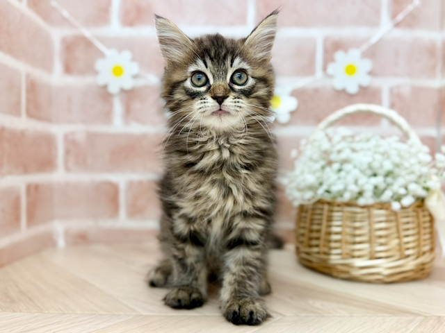 東京都のメインクーン (ペッツファーストfor cats武蔵小山店/2026年4月15日生まれ/男の子/ブラウンタビー)の子猫の1枚目の画像