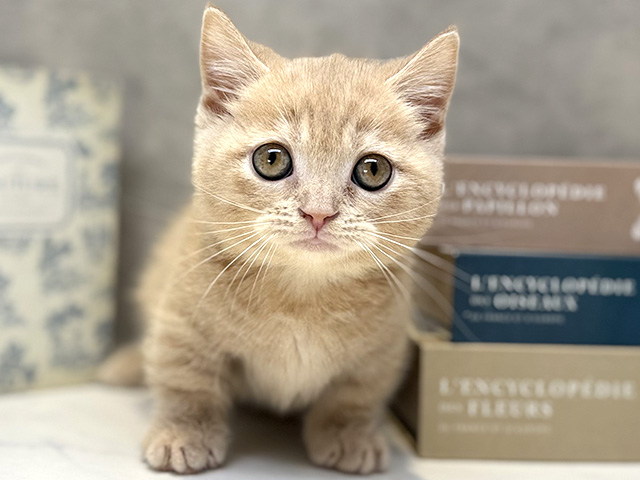 埼玉県のマンチカン (ペッツファースト川口店/2026年4月11日生まれ/男の子/クリームタビー)の子猫の1枚目の画像