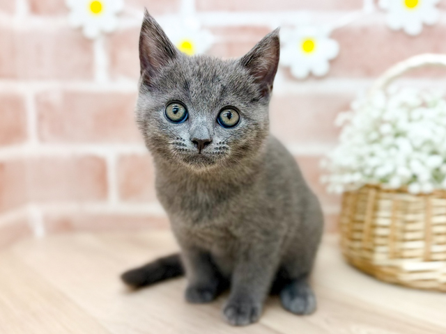 ブリティッシュ