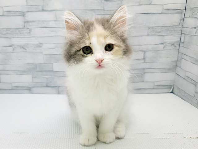 神奈川県のノルウェージャンフォレストキャット (ペッツファースト横浜瀬谷店/2026年4月3日生まれ/女の子/ダイリュートキャリコ)の子猫