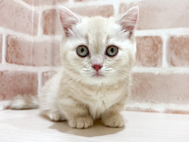 神奈川県のマンチカン (ペッツファーストfor cats横浜元町店/2026年4月7日生まれ/女の子/クリームタビー)の子猫の1枚目の画像