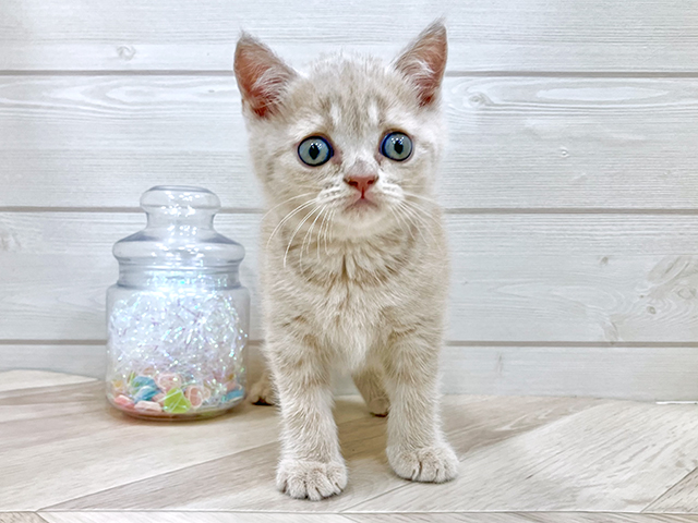 ブリティッシュ