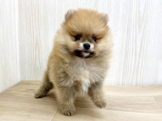ポメラニアン, 性別 男の子, 誕生日 2026/04/18, 毛色 オレンジ, 出身 茨城県, 店舗 三郷店(埼玉県), お問い合わせ番号 300253020