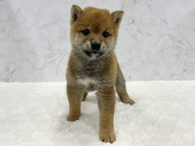 柴犬, 性別 男の子, 誕生日 2026/04/17, 毛色 赤, 出身 香川県, 店舗 京都八幡店(京都府), お問い合わせ番号 806061602