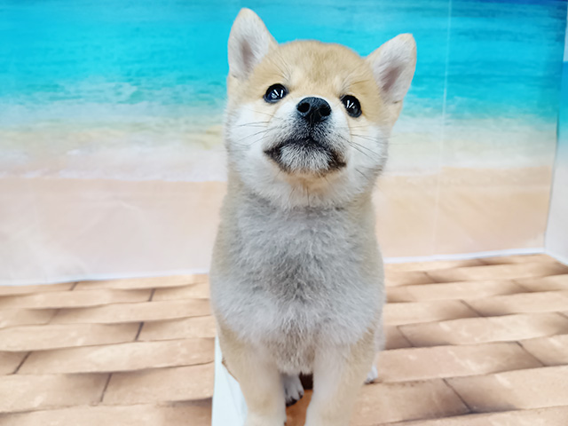 埼玉県の豆柴 (ペッツファースト久喜菖蒲店/2026年4月20日生まれ/男の子/赤)の子犬の1枚目の画像