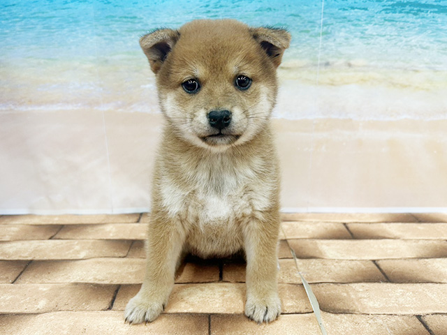 柴犬, 性別 女の子, 誕生日 2026/04/18, 毛色 赤, 出身 愛媛県, 店舗 久喜菖蒲店(埼玉県), お問い合わせ番号 200020378