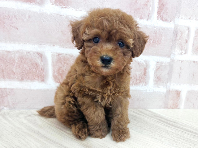 大阪府のトイプードル(トイ) (ペッツファースト寝屋川店/2026年4月21日生まれ/男の子/レッド)の子犬