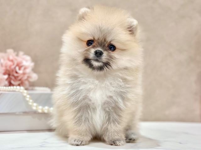 東京都のポメラニアン (ペッツファースト新宿店/2026年4月18日生まれ/女の子/クリームセーブル)の子犬