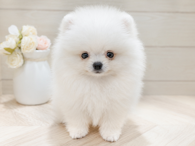 東京都のポメラニアン (ペッツファースト吉祥寺本店/2026年4月19日生まれ/男の子/クリーム)の子犬の1枚目の画像
