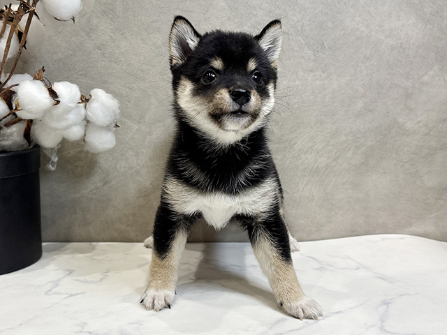 愛知県の豆柴 (ペッツファースト名古屋栄店/2026年4月19日生まれ/女の子/黒)の子犬の1枚目の画像