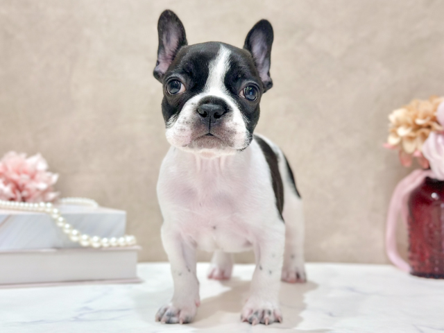 東京都のフレンチブルドッグ (ペッツファースト新宿店/2026年4月20日生まれ/男の子/パイド)の子犬