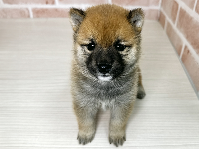 大阪府の豆柴 (ペッツファースト東大阪店/2026年4月18日生まれ/男の子/赤)の子犬の1枚目の画像