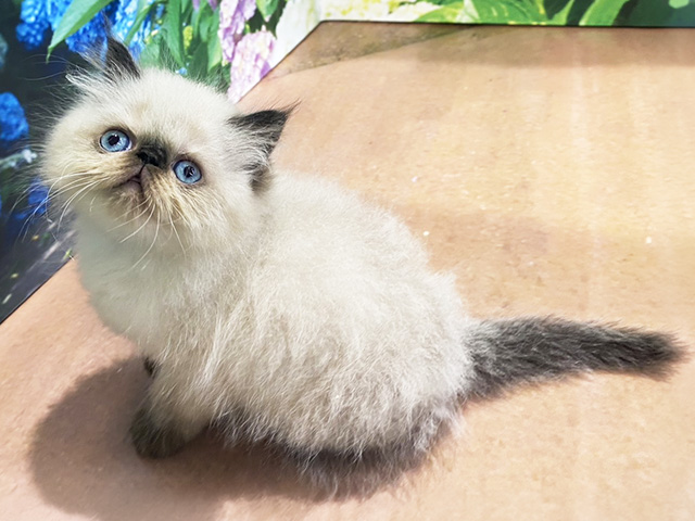 埼玉県のヒマラヤン (ペッツファースト与野店/2026年4月21日生まれ/男の子/シールポイント)の子猫