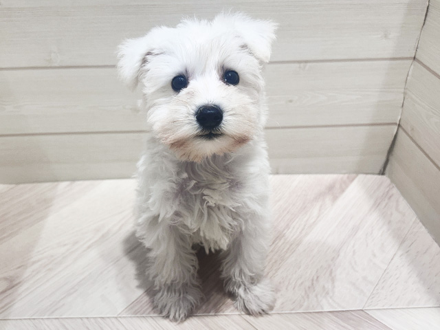 ミニチュアシュナウザー