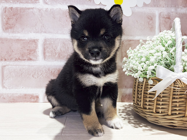 岡山県の豆柴 (ペッツファースト倉敷店/2026年4月21日生まれ/女の子/黒)の子犬の1枚目の画像