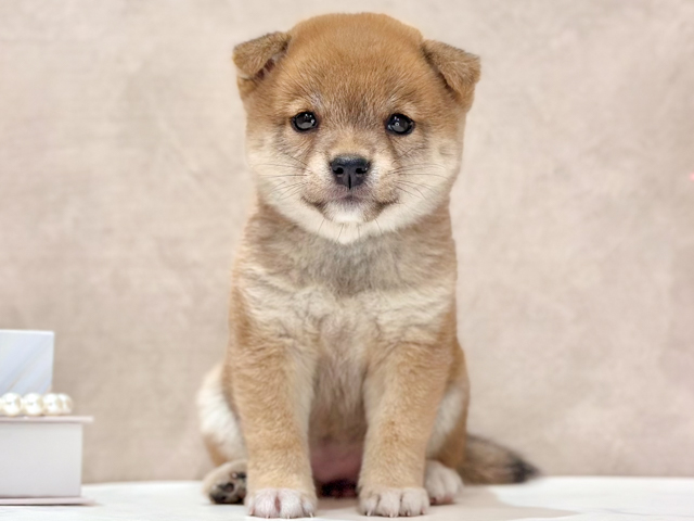 東京都の豆柴 (ペッツファースト新宿店/2026年4月14日生まれ/女の子/赤)の子犬