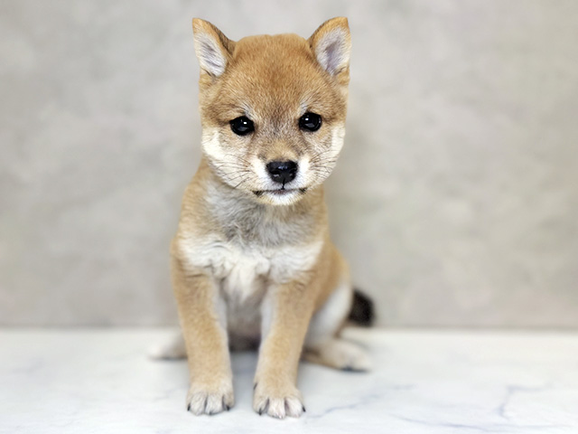 埼玉県の豆柴 (ペッツファーストPETEMOレイクタウンmori店/2026年4月14日生まれ/女の子/赤)の子犬の1枚目の画像