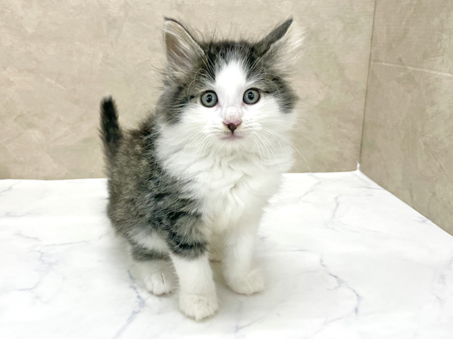 ノルウェージャンフォレストキャット, 性別 男の子, 誕生日 2026/04/21, 毛色 ブラウンタビーホワイト, 出身 愛知県, 店舗 八王子多摩美大前店(東京都), お問い合わせ番号 2651036