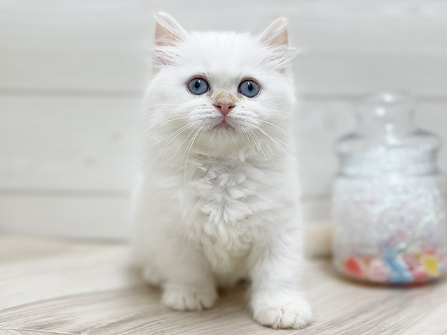 東京都のマンチカン (ペッツファースト渋谷店/2026年4月20日生まれ/女の子/レッドポイント)の子猫