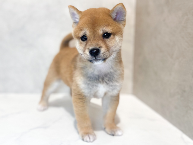 東京都の極小豆柴 (ペッツファースト原宿店/2026年4月18日生まれ/男の子/赤)の子犬