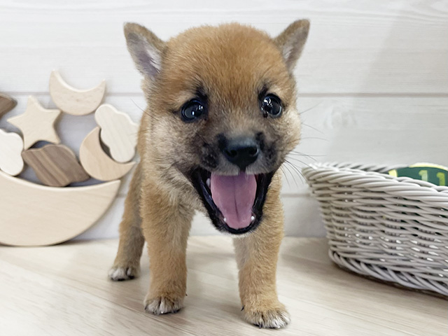 愛知県の極小豆柴 (ペッツファースト大高店/2026年4月18日生まれ/男の子/赤)の子犬