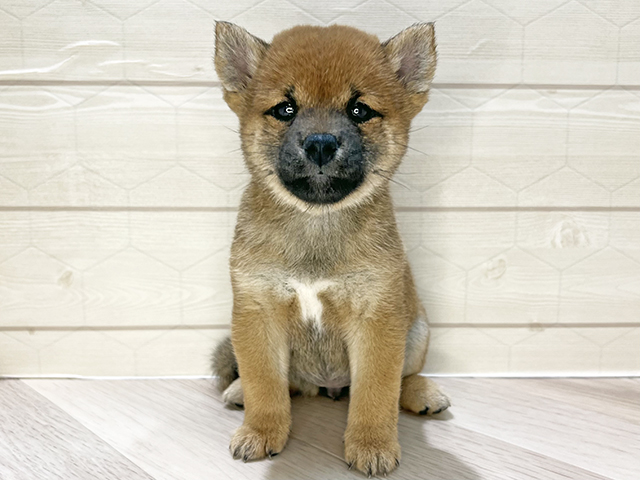 埼玉県の豆柴 (ペッツファーストレイクタウン店/2026年4月18日生まれ/女の子/赤)の子犬の1枚目の画像