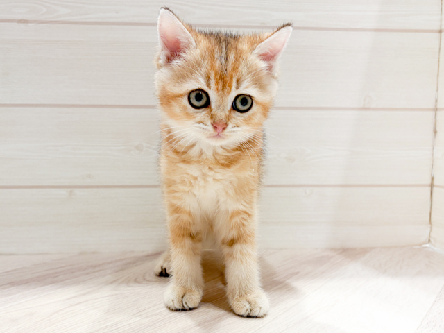 ブリティッシュ