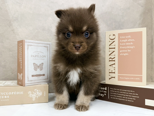 奈良県のハーフ犬・ミックス犬 (ペッツファースト橿原店/2026年4月22日生まれ/男の子/チョコレートタンホワイト)の子犬の1枚目の画像