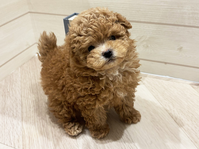 愛知県のポメプー(ポメラニアン×プードル) (ペッツファースト岡崎店/2026年4月23日生まれ/男の子/クリーム)の子犬の1枚目の画像