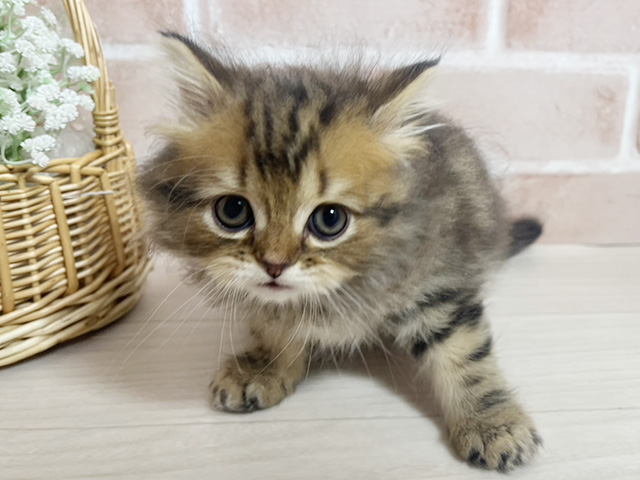 ラガマフィン, 性別 男の子, 誕生日 2026/04/22, 毛色 ブラウンタビー, 出身 埼玉県, 店舗 富士南店(静岡県), お問い合わせ番号 2602328