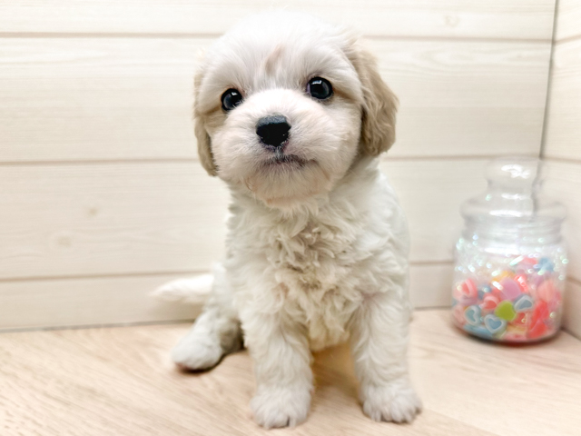 東京都のハーフ犬・ミックス犬 (ペッツファースト渋谷店/2026年4月23日生まれ/男の子/クリーム)の子犬の1枚目の画像