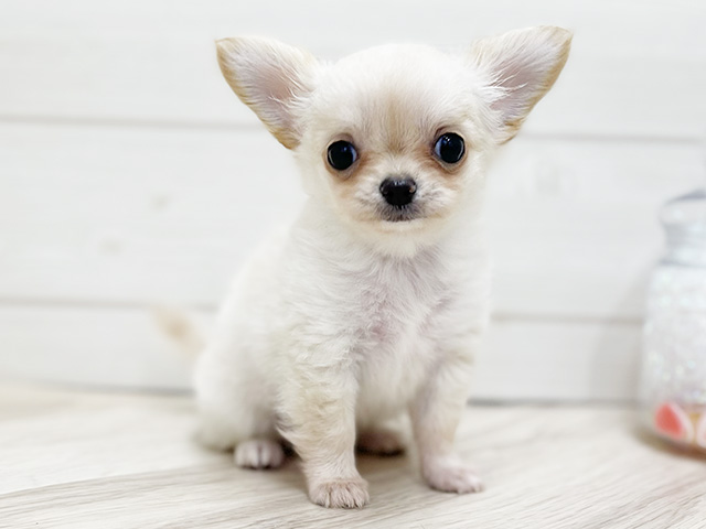 東京都のチワワ(ロング) (ペッツファースト渋谷店/2026年4月23日生まれ/女の子/クリーム)の子犬の1枚目の画像