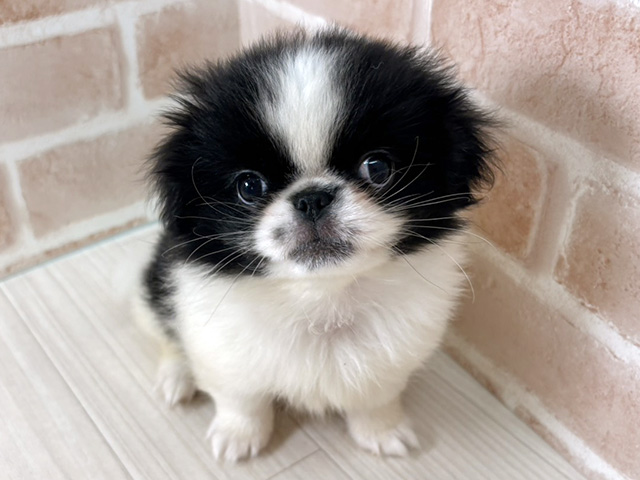 埼玉県のハーフ犬・ミックス犬 (ペッツファーストさいたま新都心店/2026年3月31日生まれ/男の子/白黒)の子犬の1枚目の画像