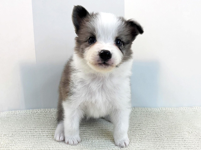 ボーダーコリー, 性別 女の子, 誕生日 2026/04/25, 毛色 ブルーマール, 出身 千葉県, 店舗 京都八幡店(京都府), お問い合わせ番号 200622202