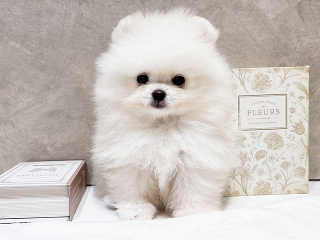 東京都のポメラニアン (ペッツファースト代官山店/2026年4月23日生まれ/男の子/クリーム)の子犬の1枚目の画像