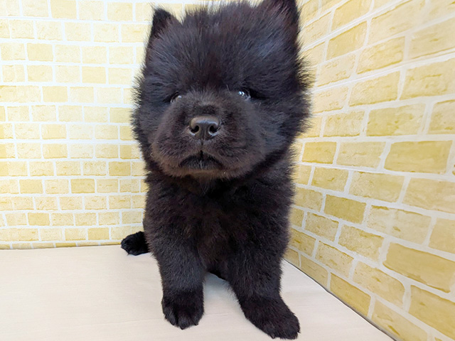 チャウチャウ, 性別 男の子, 誕生日 2026/04/21, 毛色 ブラック, 出身 群馬県, 店舗 長岡店(新潟県), お問い合わせ番号 200020415