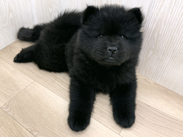 埼玉県のチャウチャウ (ペッツファースト三郷店/2026年4月21日生まれ/女の子/ブラック)の子犬
