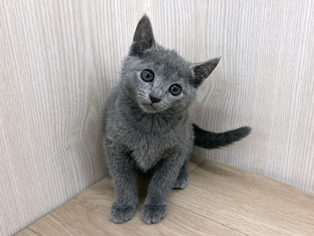 埼玉県のロシアンブルー (ペッツファースト三郷店/2026年4月25日生まれ/女の子/ブルー)の子猫の1枚目の画像