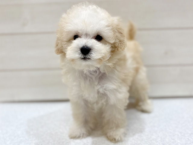 大阪府のトイプードル(タイニー) (ペッツファースト梅田店/2026年4月25日生まれ/女の子/クリーム)の子犬