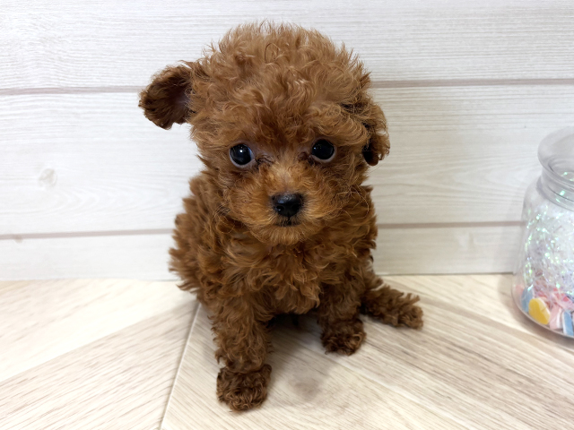 広島県のトイプードル(タイニー) (ペッツファースト広島府中店/2026年4月27日生まれ/男の子/レッド)の子犬