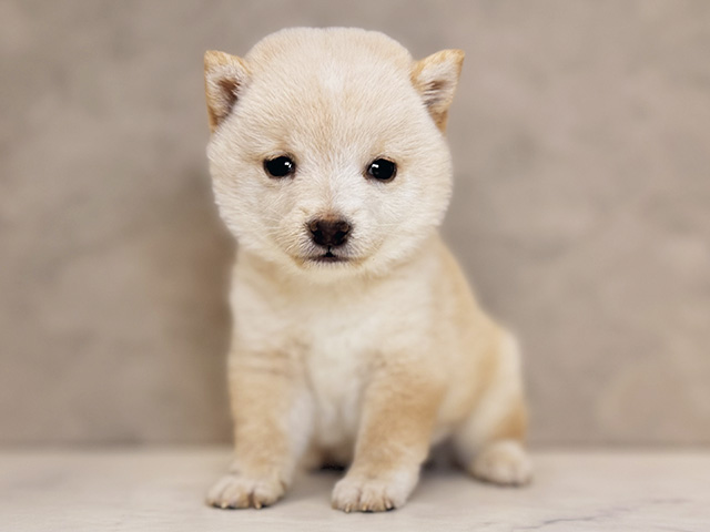 埼玉県の豆柴 (ペッツファーストPETEMOレイクタウンmori店/2026年4月27日生まれ/男の子/白)の子犬の1枚目の画像