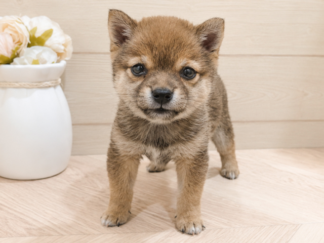 東京都の豆柴 (ペッツファースト吉祥寺本店/2026年4月13日生まれ/女の子/赤)の子犬の1枚目の画像