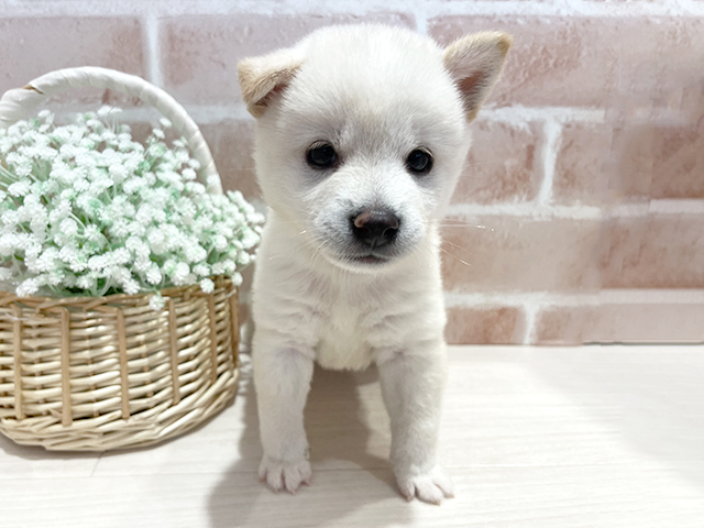 神奈川県の豆柴 (ペッツファースト横浜元町店/2026年4月28日生まれ/女の子/白)の子犬の1枚目の画像