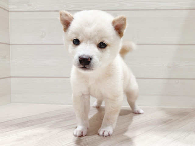 東京都の豆柴 (ペッツファースト豊洲店/2026年4月28日生まれ/男の子/白)の子犬の1枚目の画像